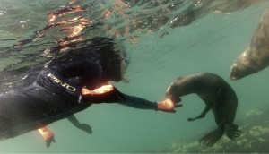 Foto gentileza Madryn Buceo